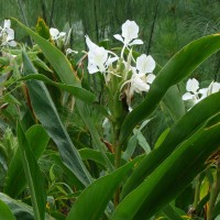 Hedychium coronarium J.Koenig
